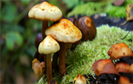 野生山蘑菇项目立项报告