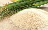 稻米脱项目可行性研究报告