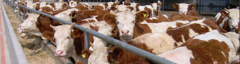 养殖肉牛、毛驴需要办什么证?在哪里办理?