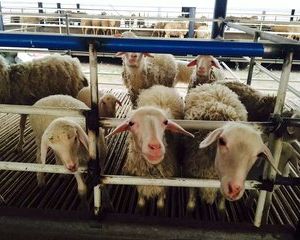 三百只羊场如何办理养殖许可证？