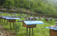蜜蜂养殖项目立项报告
