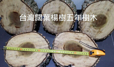 2000亩台湾阔叶速生杨种植项目可行性报告