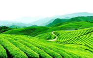 茶叶食品项目建议报告