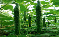 无公害蔬菜生产项目节能评估报告