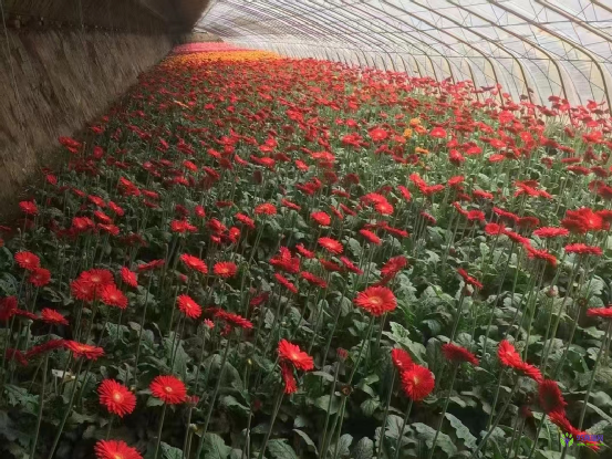 开原市金沟子镇人民政府