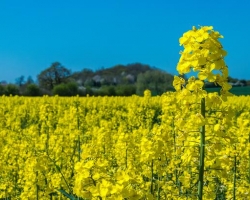 无为市严桥镇人民政府